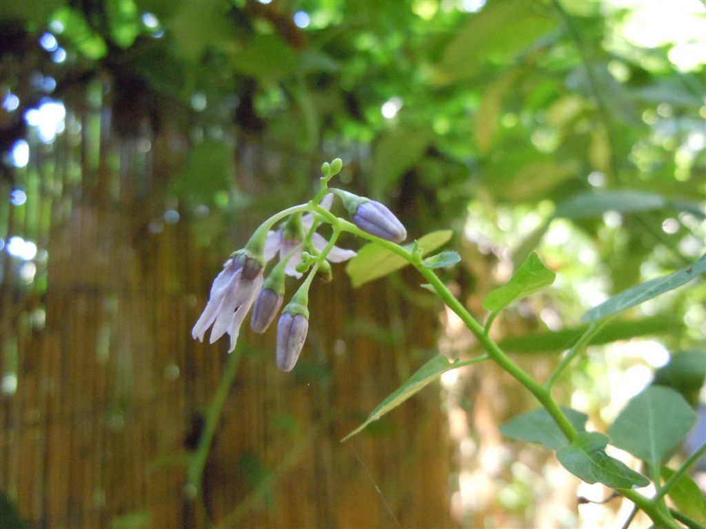 Solanum dulcamara